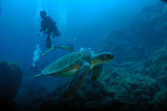 Tartaruga durante mergulho na Lage Noronha, em Fernando de Noronha - PE (foto de Mateus Harfush - Ciliares)